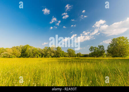 Wiesen mit Wolken und Sonne und die Bäume im Hintergrund. Idyllische Frühling Sommer Natur Landschaft, Ökologie und Ruhe in der Natur. Schöne Natur Stockfoto