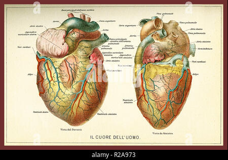 Vintage Farbtabelle für Anatomie der menschlichen Herzen mit anatomischen Beschreibungen in Italienisch Stockfoto