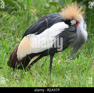 Ein graues gekrönt Kran (Balearica regulorum) preens in einer grünen Wiese in der Nähe des Bwindi. Dieser Vogel, der Nationalvogel von Uganda, ist wahrscheinlich der Osten Afric Stockfoto