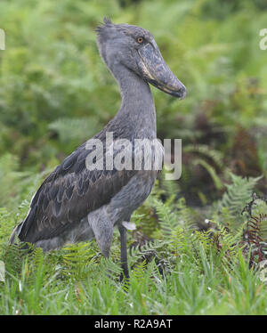 Ein schuhschnabel (Balaeniceps Rex) ruhen unter Vegetation in Mabamba Sumpf,. Mabamba Bay Feuchtgebiete, Wakiso Distrikt, Uganda. Stockfoto