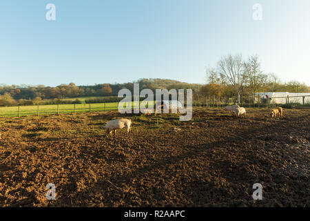 Folly Farm in der Nähe von Bristol, Blick auf Schwein Gehäuse Stockfoto