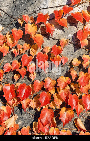 Rote Blätter auf einer konkreten rauhe Wand. Stockfoto
