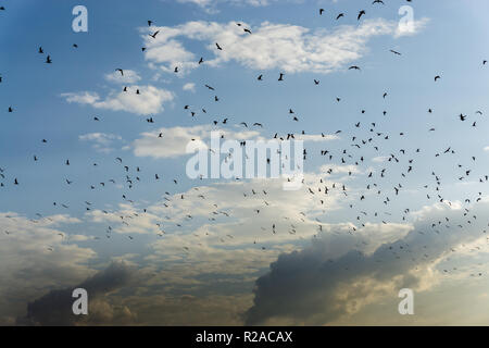 Möwen. Ein Bündel von fliegenden Vögeln. Hintergrund von Himmel und Wolken, Fliegende Tiere Stockfoto