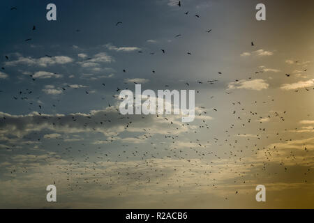 Möwen. Ein Bündel von fliegenden Vögeln. Hintergrund von Himmel und Wolken, Fliegende Tiere Stockfoto
