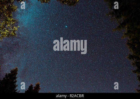 Sternenhimmel klare Nacht in Kielder Forest Öffnung zwischen Bäumen Stockfoto