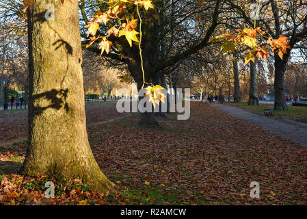 Hyde Park, London, UK. 18. November 2018. Herbst im Londoner Hyde Park. Quelle: Matthew Chattle/Alamy leben Nachrichten Stockfoto