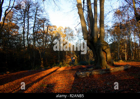 Essex, UK. 18. November 2018. Ein Mann auf einem Seil schwingen Schwingen auf einem sonnigen, aber kalten, Herbst Tag in High Beach, Epping Forest, Essex, Großbritannien. Credit: Helen Garvey/Alamy leben Nachrichten Stockfoto