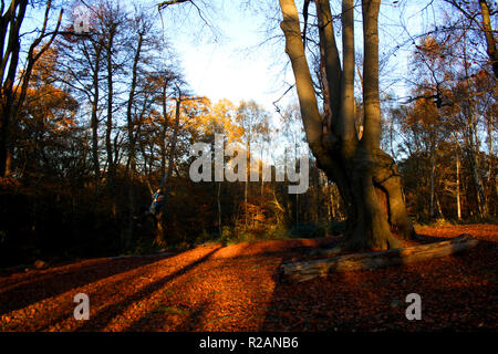 Essex, UK. 18. November 2018. Ein Mann auf einem Seil schwingen Schwingen auf einem sonnigen, aber kalten, Herbst Tag in High Beach, Epping Forest, Essex, Großbritannien. Credit: Helen Garvey/Alamy leben Nachrichten Stockfoto