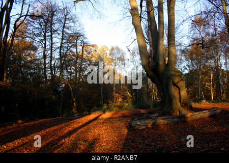 Essex, UK. 18. November 2018. Ein Mann auf einem Seil schwingen Schwingen auf einem sonnigen, aber kalten, Herbst Tag in High Beach, Epping Forest, Essex, Großbritannien. Credit: Helen Garvey/Alamy leben Nachrichten Stockfoto