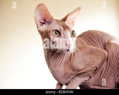Unbehaarte Don Sphynx cat Stockfoto
