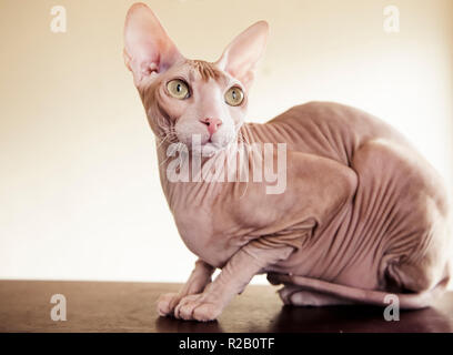 Unbehaarte Don Sphynx cat Stockfoto