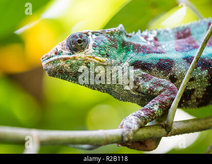 Erwachsenen männlichen Panther chameleon (Furcifer pardalis) in ihrem natürlichen Lebensraum, der Regenwald in Madagaskar. Stockfoto
