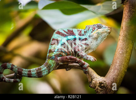 Erwachsenen männlichen Panther chameleon (Furcifer pardalis) in ihrem natürlichen Lebensraum, der Regenwald in Madagaskar. Stockfoto