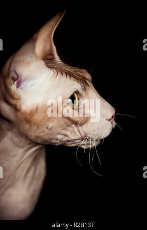 Unbehaarte Don Sphynx cat Stockfoto