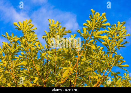 Gemeinsame Feigenbaum (Ficus Carica) Baum gegen den blauen Himmel - Frankreich. Stockfoto