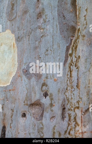 Textur der Platane Rinde. Close-up. Hintergrund Stockfoto