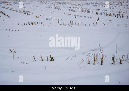 Schnee bedeckt Bauernhof Feld nach einer Ernte, Owego, NY. Stockfoto