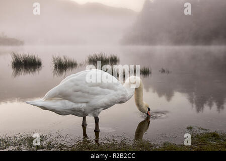 Einsame Schwan auf einem nebligen Herbst morgens um Derwentwater im Lake District, Cumbria England Großbritannien Stockfoto