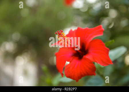 Eine schöne Aufnahme eines roten Hibiskus Blume. Hawaiian, chinesische Rose Stockfoto