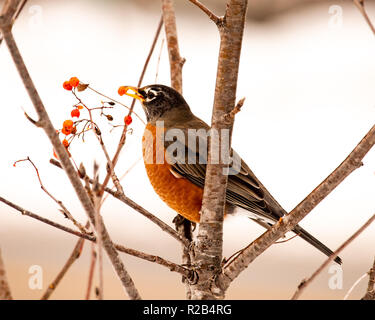 Eine amerikanische Robin, Turdus migratorius, Fütterung auf amerikanische Mountain-Ash, Sorbus Americana, Beeren in den Adirondacks, NY in einer verschneiten Winter.