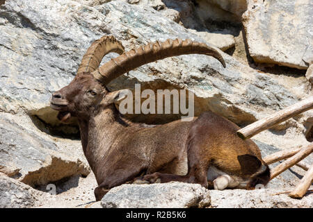 Alpensteinbock Aalen in Sonnenlicht auf felsigen Hügeln Stockfoto