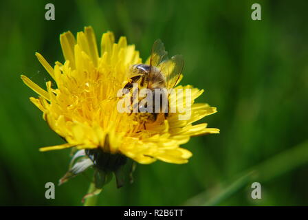 Busy bee auf gelbem Löwenzahn in eine grüne Wiese Stockfoto