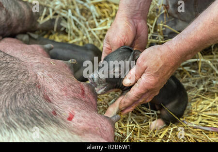 Landwirt an Neugeborenen Ferkel an die Mütter Nippel, Yorkshire Berkshire X, uns Scrofa domesticus'. Stockfoto