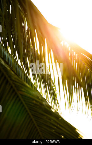 Nahaufnahme der einige Palm Blätter von einem schönen Sonnenuntergang beleuchtet. Stockfoto