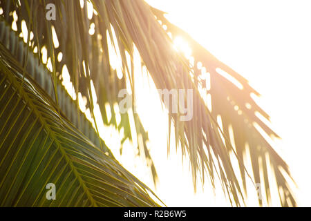 Nahaufnahme der einige Palm Blätter von einem schönen Sonnenuntergang beleuchtet. Stockfoto