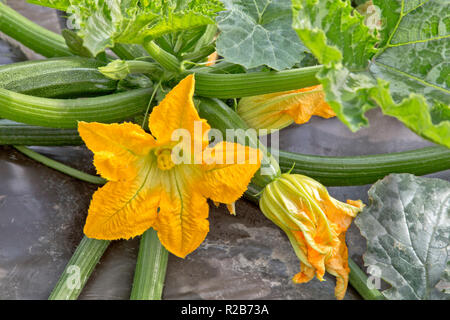 Zucchini Squash, weibliche und männliche Blüten an der gleichen Pflanze, wachsen im Feld anpflanzen, organische, "Cucurbita pepo". Stockfoto