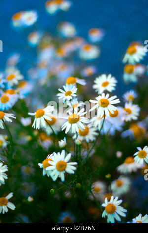 Kamille blühenden Blumen verschwommen blauer Hintergrund Stockfoto