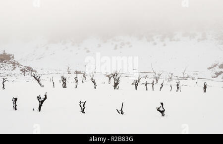 Tote Bäume mit Schnee bedeckt, in die trockene Bett des Luna Stausees in León, Spanien. Nebel erstreckt sich auf die verschneiten Berge. Apokalyptische Landschaft Stockfoto