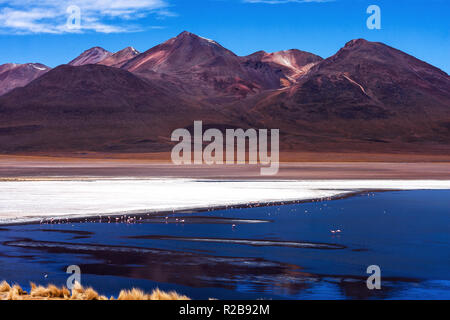 Landschaft von Cañapa Lagune (Laguna Canapa) mit rosa Flamingos, Bolivianische Stockfoto