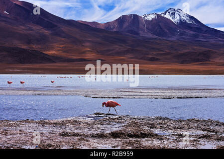 Landschaft einer Flamingo mit Bergen an der Laguna Hedionda (stinkenden See) Bolivien Stockfoto