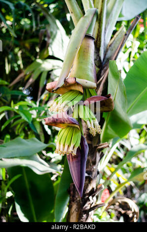 Detail der Banane Blumen Stockfoto