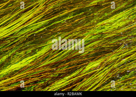 Wasser weed Close up in einer seichten Bach in Dorset, West Wales, Großbritannien Stockfoto