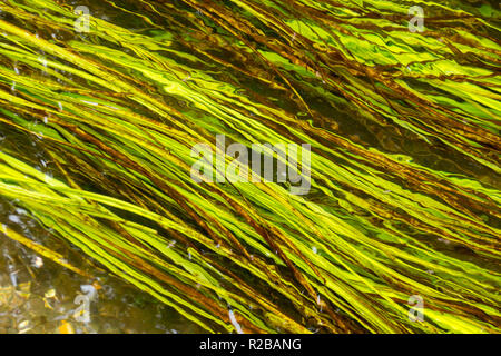 Wasser weed Close up in einer seichten Bach in Dorset, West Wales, Großbritannien Stockfoto