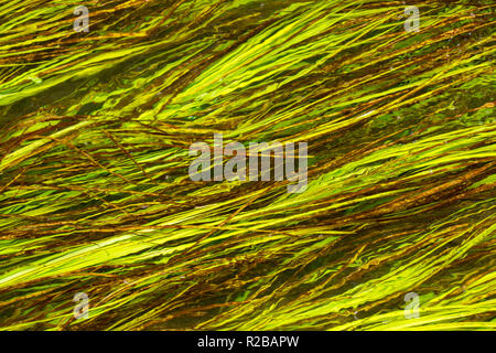 Wasser weed Close up in einer seichten Bach in Dorset, West Wales, Großbritannien Stockfoto