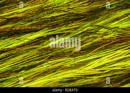 Wasser weed Close up in einer seichten Bach in Dorset, West Wales, Großbritannien Stockfoto