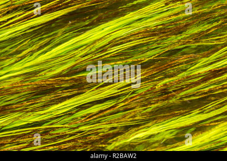 Wasser weed Close up in einer seichten Bach in Dorset, West Wales, Großbritannien Stockfoto