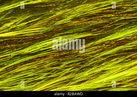 Wasser weed Close up in einer seichten Bach in Dorset, West Wales, Großbritannien Stockfoto