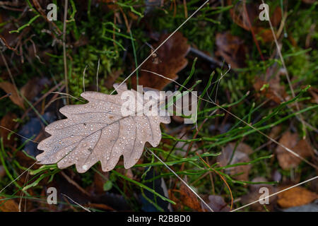Nasses Laub einer Eiche liegen auf einem Waldweg. Blätter der Laubbäume nach dem ersten Frost. Saison der späten Herbst. Stockfoto