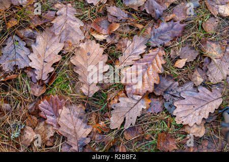 Nasses Laub einer Eiche liegen auf einem Waldweg. Blätter der Laubbäume nach dem ersten Frost. Saison der späten Herbst. Stockfoto