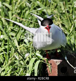 Ein Bild von einem Küstenseeschwalbe auf die Farne Islands Stockfoto