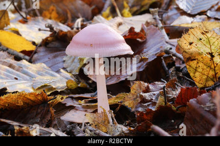 Ein ziemlich rosig Motorhaube Pilz (Mycena-rosea) zunehmend durch die blattsänfte auf dem Waldboden in Großbritannien. Stockfoto