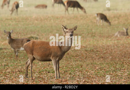 Einen schönen roten Hinterflügel Rotwild (Cervus elaphus) Beweidung in ein Feld während der Brunftzeit. Stockfoto