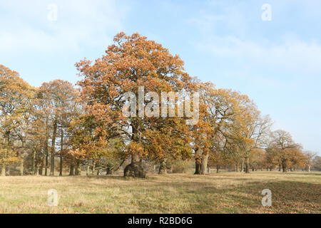 Eine Landschaft, die Aussicht auf einen Wald in Großbritannien in herbstlichen Farben. Stockfoto