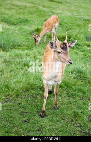 Damwild (Dama Dama) im Lütschental Am Stutz über Grindelwald, Kanton Bern, Schweiz Stockfoto