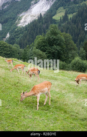 Damwild (Dama Dama) im Lütschental Am Stutz über Grindelwald, mit den Pisten der oben Mättenberg, Kanton Bern, Schweiz Stockfoto