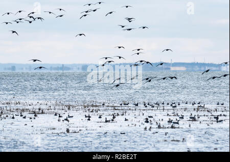 Brachvogel (Numenius Arquata) Stockfoto